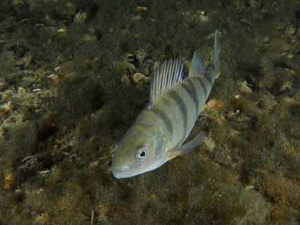 A striped fish, perch (Perca fluviatilis), Egli, swimming over an algae-covered bottom, dive site