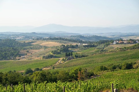 Tuscan landscape, country estate with vineyards, forests, olive trees and cypresses in Chianti,