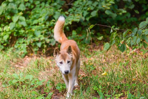 One New Guinea singing dog or New Guinea Highland dog (Canis hallstromi) (Canis dingo hallstromi,
