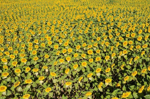 Aerial view of a sunflower field in bloom, sunflowers (Helianthus annuus), Hirschstein, Saxony,
