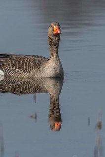 Greylag goose (Anser anser) swimming on a pond in a nature reserve. Lower Rhine, Alsace, France,