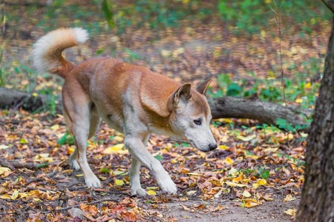 One New Guinea singing dog or New Guinea Highland dog (Canis hallstromi) (Canis dingo hallstromi,