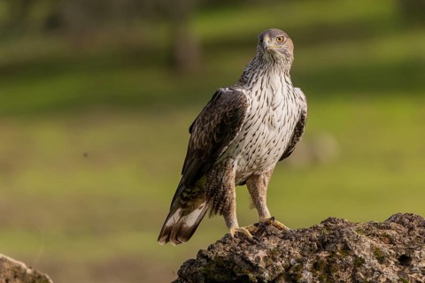 Bonelli's eagle (Aquila fasciata), on stone, Sierra Morena, Andalusia, Spain, Europe
