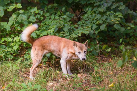 One New Guinea singing dog or New Guinea Highland dog (Canis hallstromi) (Canis dingo hallstromi,