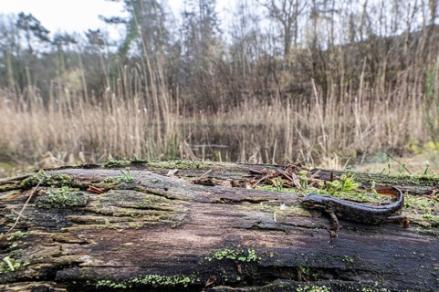 Pond newt (Lissotriton vulgaris) in the biotope, Emsland, Lower Saxony, Germany, Europe