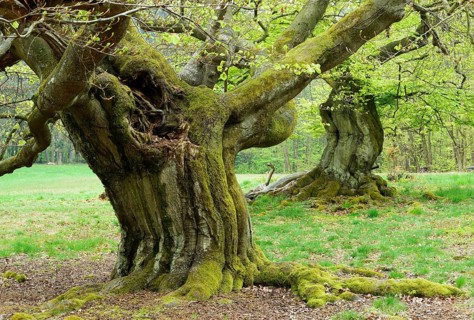 Gnarled old beech trees in the former Hutewald Halloh, Bad Wildungen, Kellerwald, Hesse, Germany,