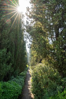 Cypress trees growing beside a little trail, Tuscan landscape, Chianti Region, Tuscany, Italy,