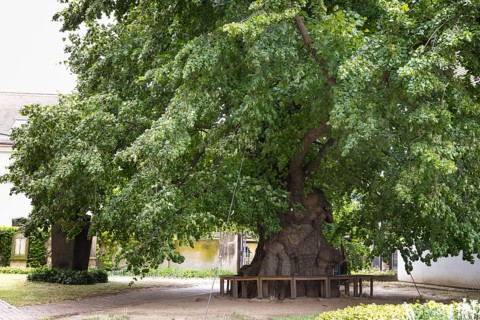 Very old summer lime tree (Tilia platyphyllos) in the churchyard of the Emmaus Church in Kaditz,
