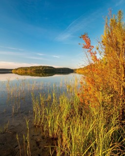 Lake Fürstensee with reeds in the evening light, Müritz National Park, Fürstensee,