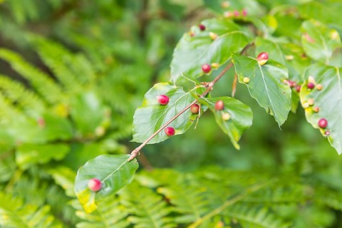 Leaves of beech (Fagus), infested by the beech gall midge (Mikiola fagi), a species of gall midge