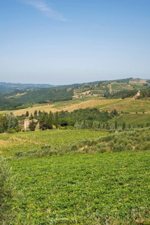Tuscan landscape, country estate with vineyards, forests, olive trees and cypresses in Chianti,