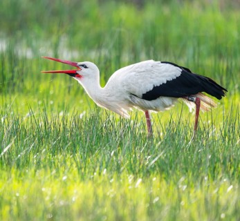 White stork (Ciconia ciconia) foraging in a meadow, spider threads on the grass, Lower Saxony,