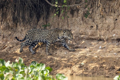 Jaguar (Panthera onca) on a steep bank, Pantanal, Brazil, South America
