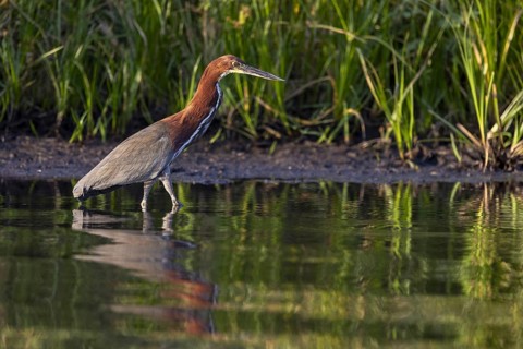 Marbled heron (Tigrisoma lineatum), standing in the water, Pantanal, Brazil, South America