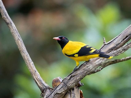 Black-headed oriole (Eurasian Golden Oriole xanthornus), Kaeng Krachan National Park, Thailand,