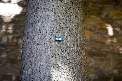 Number 1213 as a sign on a tree, Freiberg, Saxony, Germany, Europe
