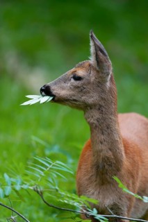 Roe deer (Capreolus capreolus), doe eating leaves of a rowan, mountain ash (Sorbus aucuparia),