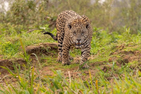 Jaguar (Panthera onca), upper edge of steep bank, Pantanal, Brazil, South America