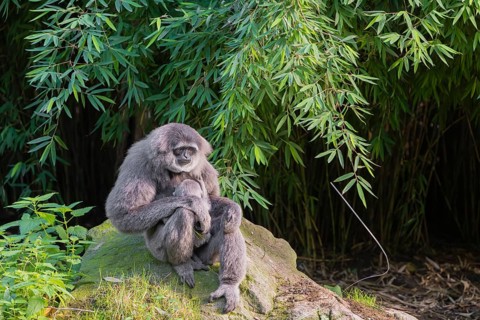 A female silver gibbon (Hylobates moloch) or Java gibbon sits with her baby in her arms on a rock