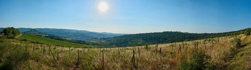 Tuscan landscape, country estate with vineyards, forests, olive trees and cypresses in Chianti,