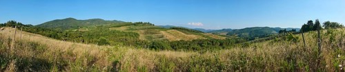 Tuscan landscape, country estate with vineyards, forests, olive trees and cypresses in Chianti,