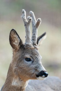 Roe deer (Capreolus capreolus), roebuck, portrait, in winter coat, with horns, antlers in velvet,