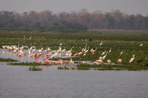 Pantanal water areas, overview with herons and roseate spoonbills (Platalea ajaja), Brazil, South