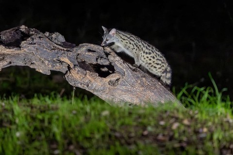 Small spotted genet (Genetta genetta), at night, on a branch, Andalusia, Spain, Europe