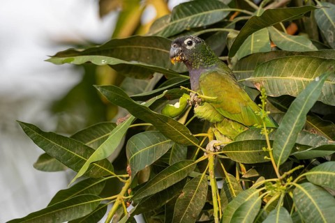 Maximilian parrot (Pionus maximiliani), with fruit, Pantanal, Brazil, South America