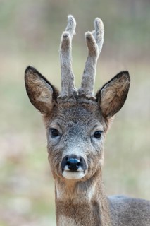Roe deer (Capreolus capreolus), roebuck, portrait, in winter coat, with horns, antlers in velvet,