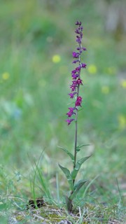 Dark red helleborine (Epipactis atrorubens), complete plant with flowers and leaves, wild orchid,