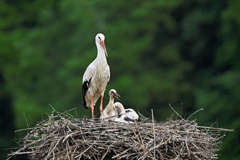 White stork (Ciconia ciconia), adult with two chicks standing on eyrie, Canton Aargau, Switzerland,