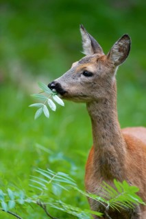 Roe deer (Capreolus capreolus), doe eating leaves of a rowan, mountain ash (Sorbus aucuparia),