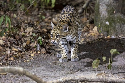 Ocelot (Leopardus pardalis), on the ground, Pantanal, Brazil, South America