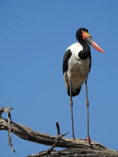 A stork stands on a branch against a clear blue sky, Saddle-billed Stork (Ephippiorhynchus