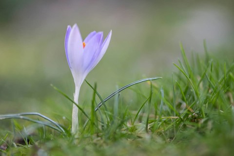 Elfin crocus (Crocus tommasianus), Emsland, Lower Saxony, Germany, Europe