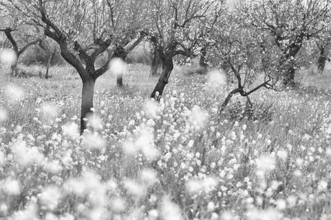 Almond blossom, almond trees, plantation, Bermuda buttercup (Oxalis pes-caprae), also known as low