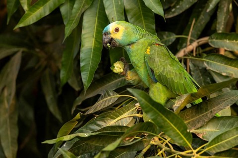 Blue-fronted Amazon (Amazona aestiva), with fruit, Pantanal, Brazil, South America