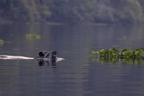Lowland tapir (Tapirus terrestris), swimming in the river, Rio Claro, Pantanal, Brazil, South