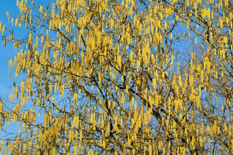 Common hazel (Corylus avellana) also known as hazel bush or hazelnut bush, male, yellow