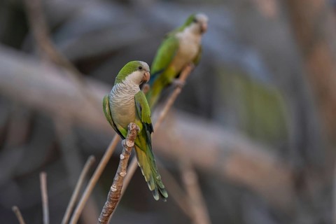 Monk parakeet (Myiopsitta monachus), on branch, Pantanal, Brazil, South America