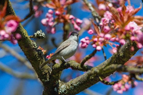 Blackcap (Sylvia atricapilla) adult male, perched in a flowering cherry tree, Hesse, Germany,