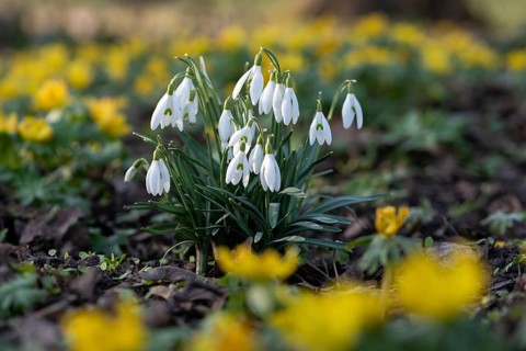 White blooming snowdrops in a sea of yellow flowers in a spring garden, Germany, Europe