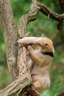 A southern tamandua (Tamandua tetradactyla), climbs up a tree in a forest