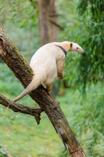 A Southern Tamandua (Tamandua tetradactyla) sits on a leaning tree in a forest and observes its