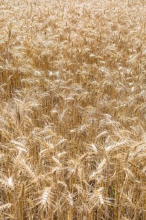 Grain field with ripe ears of wheat (triticum) in front of a blue sky, Riesa, Saxony, Germany,