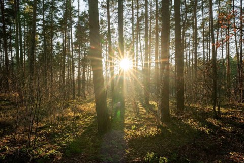 Forest of Scots pines (Pinus sylvestris), sunset, Sonnenstern, Lower Saxony, Germany, Europe