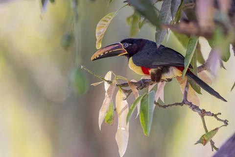 Brown-eared Aracari (Pteroglossus castanotis), between leaves, Pantanal, Brazil, South America