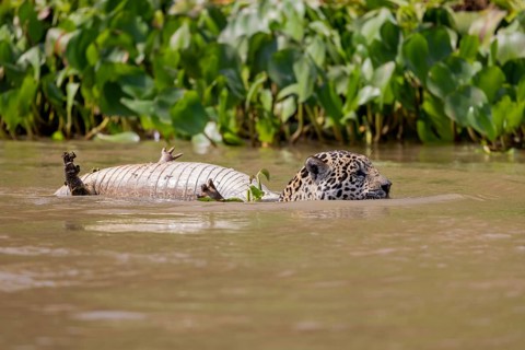 Jaguar (Panthera onca) with dead spectacled caiman (Caiman yacare), swimming in water Tree trunk,