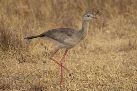 Red-footed seriema (Cariama cristata), grass savannah, Pantanal, Brazil, South America